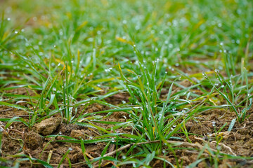 green grass. dew drops on the blades of grass.