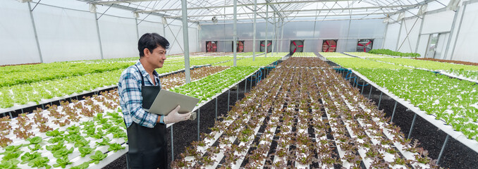 Crop image size, Male farmer using laptop examing quality of vegetable hydroponic at greenhouse....