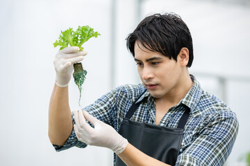 young farmer man holding vegetable hydroponic. male harvest produce agriculture at greenhouse, checking quality of vegetable organic. owner business industry field hydroponic.
