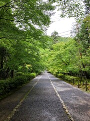Fototapeta na wymiar [Japan] Green Maple tree lined approach in Nison-in Temple called 