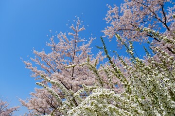 戸倉宿キティパークの満開の桜