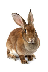 rabbit isolated on white background
