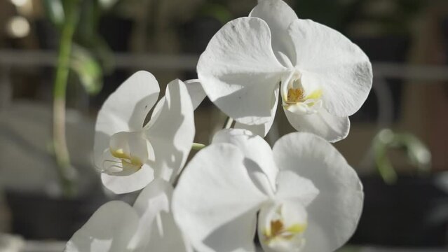 Indonesian Anggrek bulan or white orchid flowers (Phalaenopsis amabilis)