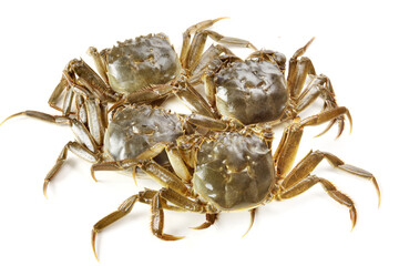 Crab on white background