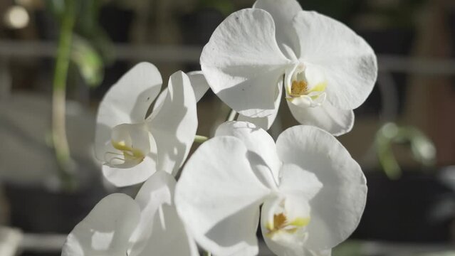 Indonesian Anggrek bulan or white orchid flowers (Phalaenopsis amabilis)