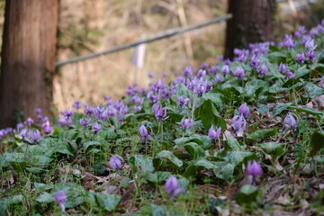 春を告げる可憐なスプリング・エフェメラル