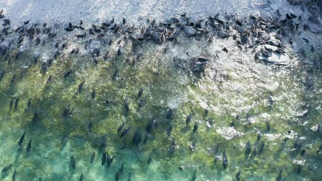 Drone view of colony seals having rest on shore and swimming on Baikal lake