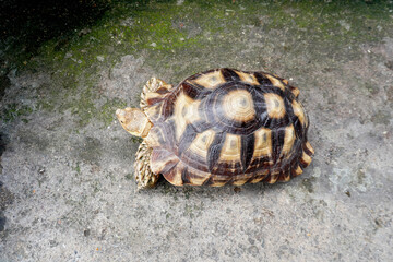 Obraz premium turtle