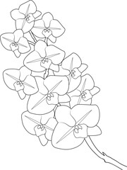 Easy flower coloring page, orchid flower bouquets hand drawn illustration vector art.