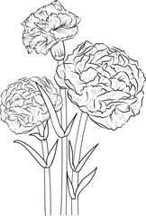 Carnation flower sketch art, vintage style printed for cute flower coloring pages.Vector illustration of a Beautiful flower with a bouquet of gillyflower, and leaves. isolated on white background.