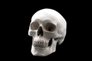 human skull isolated