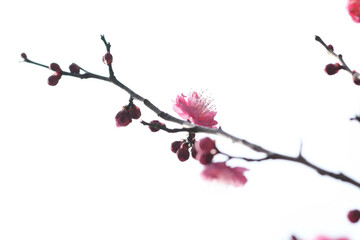 寒い日が続くが、梅の花が綻び始めた。背景をクリアに処理。神戸岡本の梅林公園で撮影