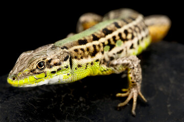 Balkan wall lizard (Podarcis tauricus)