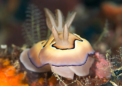 Co's  nudibranch Is a species of very colorful sea slug,
&nbsp;a dorid nudibranch, a shell-less marine gastropod mollusk , &nbsp;Bunaken island , Sulawesi