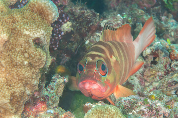 Naklejka na ściany i meble Blacktip grouper on coral reef of Bali