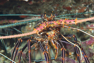 Spiny lobster crawls on coral of Bali