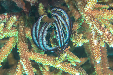 Feather star animal  crawls  on corals of Bali © Hans Gert Broeder