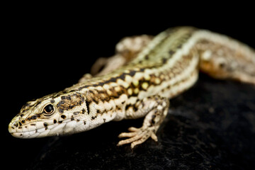 Guadarrama Wall Lizard (Podarcis guadarramae) male
