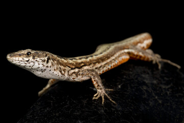 Guadarrama Wall Lizard (Podarcis guadarramae) female