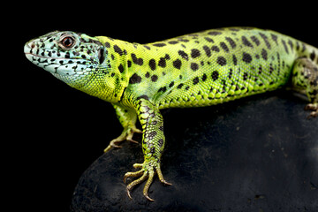 Iberian emerald lizard (Lacerta schreiberi) female