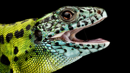 Fototapeta premium Iberian emerald lizard (Lacerta schreiberi) female