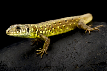 Iberian emerald lizard (Lacerta schreiberi) juvenile