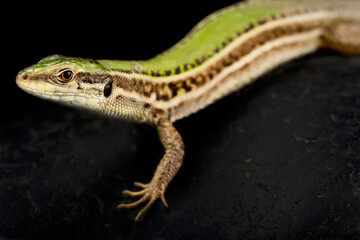 Ionian Wall Lizard (Podarcis ionicus)