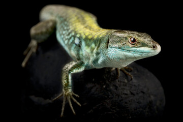 Italian wall lizard (Podarcis siculus siculus)