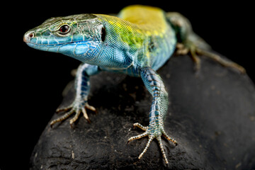 Italian wall lizard (Podarcis siculus klemmeri)
