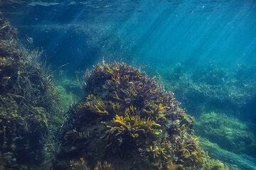 Naklejka na ściany i meble underwater landscape green algae background abstract water