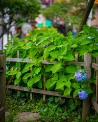 Naklejka na ściany i meble fence with flowers and leaves