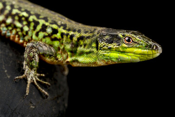 Northern Italian Wall Lizard (Podarcis siculus campestris)