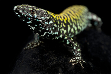 Rome Wall lizard (Podarcis muralis nigriventris)