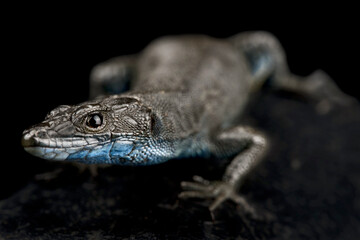Sharp-snouted rock lizard (Dalmatolacerta oxycephala)