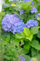 purple flowers in the garden