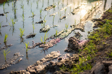 Rice planted in the paddy field