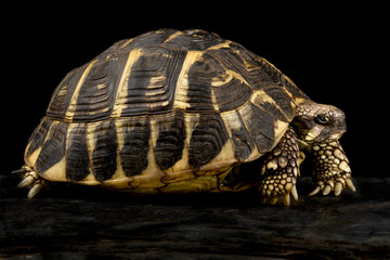 Western Hermann's tortoise (Testudo hermanni hermanni)
