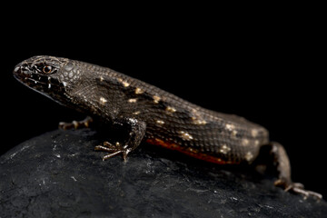 West African water skink (Cophoscincopus simulans)