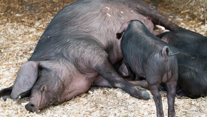 .Breeding sow with four suckling piglets in the pen on a farm