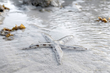 Starfish on the beach during low tide  at Koh Kradan in Trang, Thailand. 