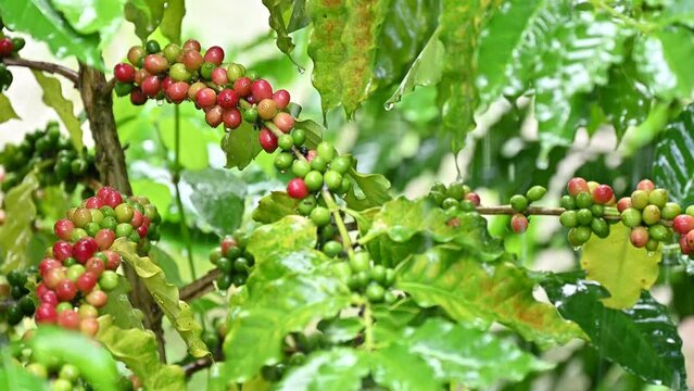 Rain drop on coffee cherry growth on branch of coffee tree during rainy season in agriculture field.