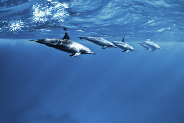 dolphins underwater photo, sea water wildlife
