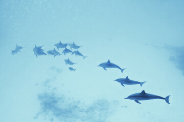 dolphins underwater photo, sea water wildlife