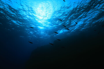 flock of fish diving bubbles blue background abstract nature