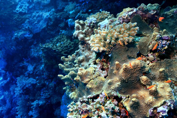 Plakat coral reef wallpaper background ocean tropical ecosystem underwater