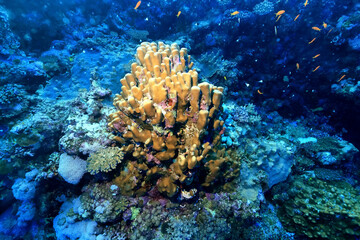 coral reef wallpaper background ocean tropical ecosystem underwater