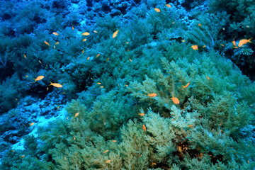 Fototapeta na wymiar coral reef wallpaper background ocean tropical ecosystem underwater