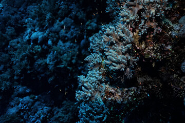 coral reef wallpaper background ocean tropical ecosystem underwater