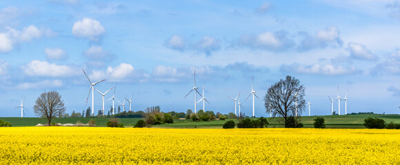Windmill farm. Renewable energy with wind mill park in rapeseed field, panorama. - 563532384