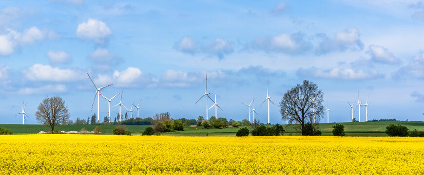 Windmill farm. Renewable energy with wind mill park in rapeseed field, panorama.
